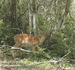 ECOS: Species Profile