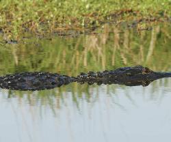 American Alligator photo