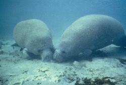 West Indian Manatee photo