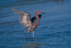Reddish Egret photo