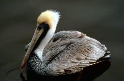 Brown Pelican photo
