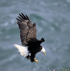 Bald Eagle photo