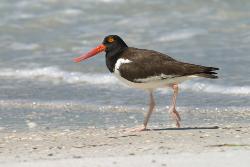 American Oystercatcher photo