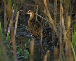 King Rail photo