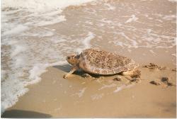 Loggerhead Sea Turtle photo