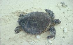 Green Sea Turtle photo