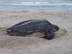 Leatherback Sea Turtle photo