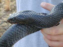 Eastern Indigo Snake photo