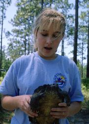 Gopher Tortoise photo