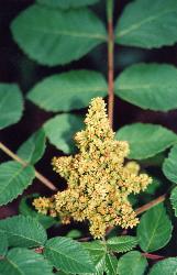 Michaux's Sumac photo