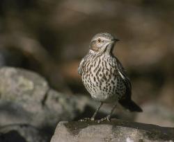 Sage Thrasher photo