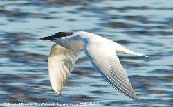 Gull-billed Tern photo