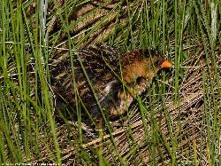 Yellow Rail photo