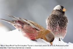 Black Rosy-finch photo