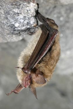 Species Profile for Northern Long-Eared Bat(Myotis septentrionalis)