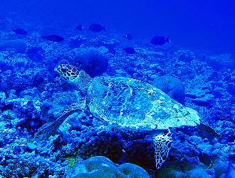 Hawksbill Sea Turtle photo