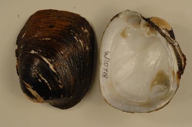 Higgins Eye (pearlymussel) photo