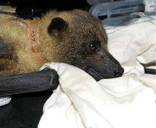 Mariana Fruit Bat (=mariana Flying Fox) photo