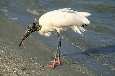 Wood Stork photo