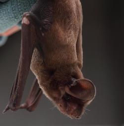 Florida Bonneted Bat photo