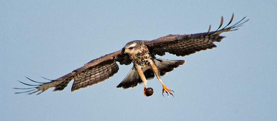 Everglade Snail Kite photo