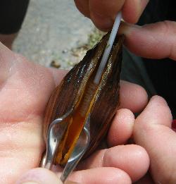 Sheepnose Mussel photo