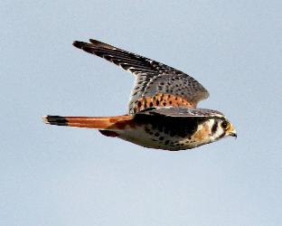 American Kestrel photo