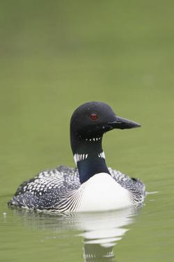 Common Loon photo