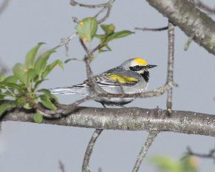 Golden-winged Warbler photo