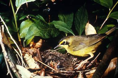 Kentucky Warbler photo