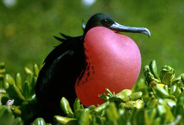 Magnificent Frigatebird photo