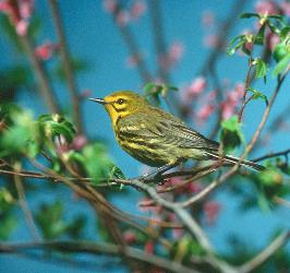 Prairie Warbler photo