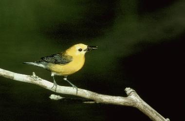 Prothonotary Warbler photo