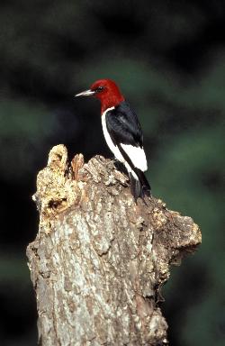 Red-headed Woodpecker photo