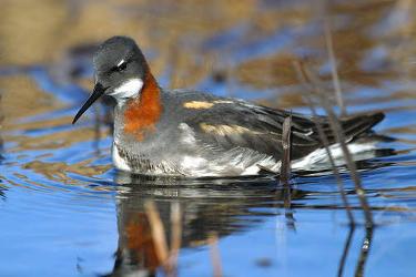 Red-necked Phalarope photo
