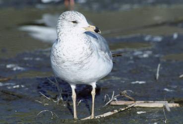 Ring-billed Gull photo