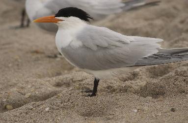 Royal Tern photo