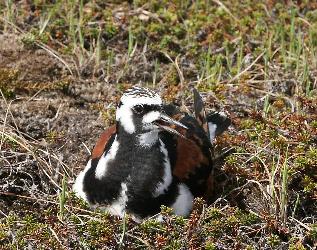 Ruddy Turnstone photo