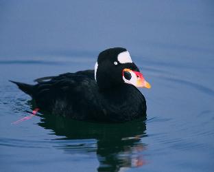 Surf Scoter photo