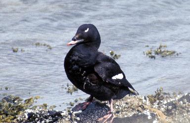White-winged Scoter photo