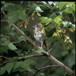 Wood Thrush photo