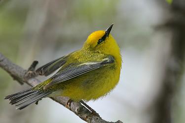 Blue-winged Warbler photo