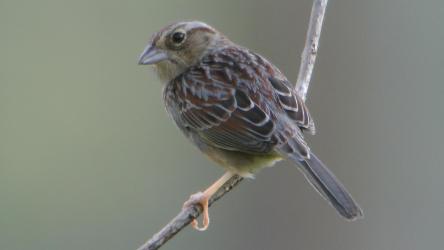 Bachman's Sparrow photo