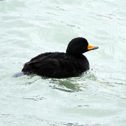 Black Scoter photo