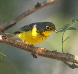 Canada Warbler photo