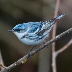 Cerulean Warbler photo