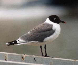 Franklin's Gull photo