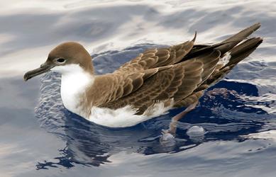Great Shearwater photo