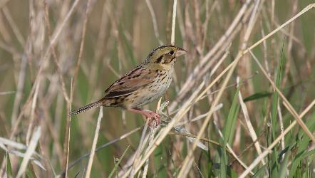 Henslow's Sparrow photo
