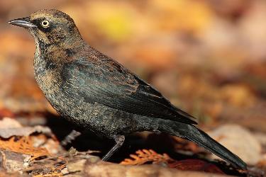 Rusty Blackbird photo